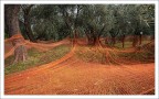 Nonostante la stagione climatica sfavorevole, si riaprono i Frantoi per produrre questo tesoro locale.