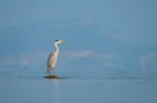 Airone cenerino-lago di Garda