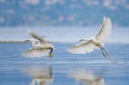 Egretta litigiosa