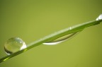 dew dew