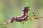 Acronicta rumicis