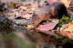 Uno scoiattolo rosso beve in una pozza, dove speravo arrivassero le cince, tra le foglie autunnali