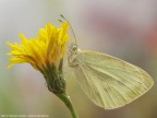 Pieris rapae (Cavolaia Minore) Pieris rapae (Cavolaia Minore)