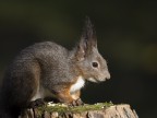 Ho giocato un po' con la luce per ottenere lo sfondo scuro... cosa ne pensate?