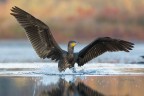Cormorano_DSC1937