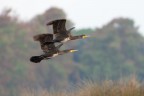 Cormorani-in-volo-sincronizzato_DSC08170