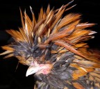 SONO FIGOOO.. SONO FIGOOO..