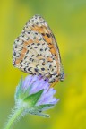 Melitaea didyma Melitaea didyma