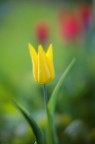 tuliyellow1 tuliyellow1