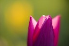 tulipurple tulipurple