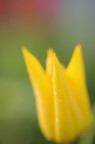 tuliyellow2 tuliyellow2