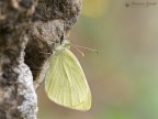 Pieris rapae Pieris rapae