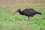 Ibis-eremita-con-lombrico_DSC09310