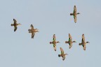 Alzavole in volo