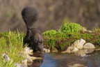 Lo-Scoiattolo-ha-sete_DSC00550