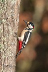 Picchio-rosso-maggiore_DSC00290 Picchio-rosso-maggiore_DSC00290