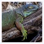 Sonnellino Sonnellino