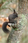 Scoiattolo-in-pausa-pranzo_DSC01313 Scoiattolo-in-pausa-pranzo_DSC01313
