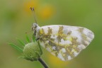 Pontia edusa Pontia edusa
