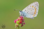 Polyommatus icarus