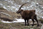 Sua maestà lo stambecco Sua maestà lo stambecco