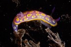 Un coloratissimo nudibranco trovato nel Mar Piccolo, a Taranto.

Critiche e commenti welcome