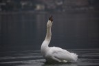 Cigno arrabbiato