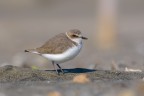 Fratino-femmina_DSC2312
