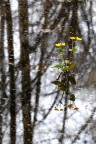 Il fiore Caltha palustris in uno stagno...  una pianta officinale, si usano le foglie per le loro propriet revulsive. Nel linguaggio dei fiori la calta indica il desiderio di ricchezza, la bramosia delloro.