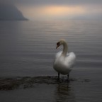 Alle prime luci del giorno Alle prime luci del giorno