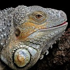 Iguana Iguana