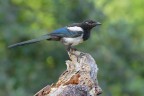 Gazza_DSC5251
