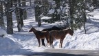 Cavalli sulla neve Cavalli sulla neve