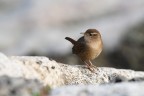 Scricciolo comune (Troglodytes troglodytes)