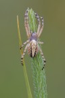 Aculepeira-ceropegia_-Araneidae Aculepeira-ceropegia_-Araneidae