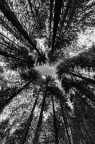 Monumental Larches