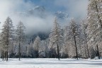 Radura nel bosco innevato Radura nel bosco innevato