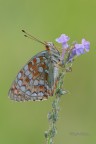 Argynnis-niobe_DSC1097