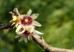 Calycanthus