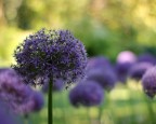 Allium Allium