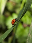 Olympus E300 Zuiko ED 50mm f2 macro 
1/160 ISO 100 f11
esposizione media centrale
Flash FL36  -1/3