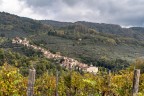 Collodi tra le vigne Collodi tra le vigne