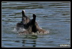 Violento scambio di opinioni tra due folaghe, probabilmente un duello per amore...
Canon EOS 300D con EF 100-400L a 400mm