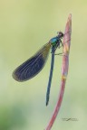 Calopteryx-splendens_DSC1465