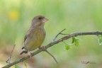 Verdone_DSC3367