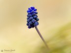 Conosciuto come "muscari trascurato" o "lampascione trascurato",  una pianta erbacea perenne appartenente alla famiglia delle Asparagaceae. Il nome scientifico della pianta deriva dal latino "muscus", che significa muschio, e si riferisce al profumo intenso dei suoi fiori. Oltre alla variet blu, esiste una variet di Muscari neglectum con fiori bianchi, chiamata "Album".