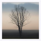 Albero invernale nella nebbia Albero invernale nella nebbia