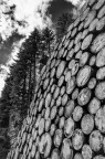 Violins Forest I