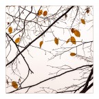 ultime foglie ultime foglie