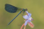 Calopteryx-splendens_DSC1500 Calopteryx-splendens_DSC1500